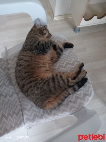 Tekir Kedi, Kedi  Pidokki fotoğrafı
