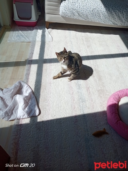 Tekir Kedi, Kedi  Vulpis fotoğrafı