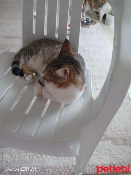 Tekir Kedi, Kedi  Milka fotoğrafı