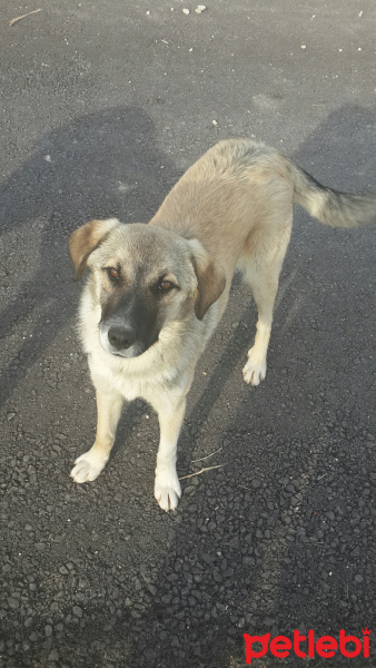 Türk Tazısı, Köpek  Johnny fotoğrafı