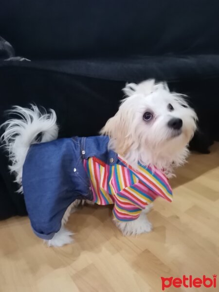 Maltese, Köpek  Papi fotoğrafı