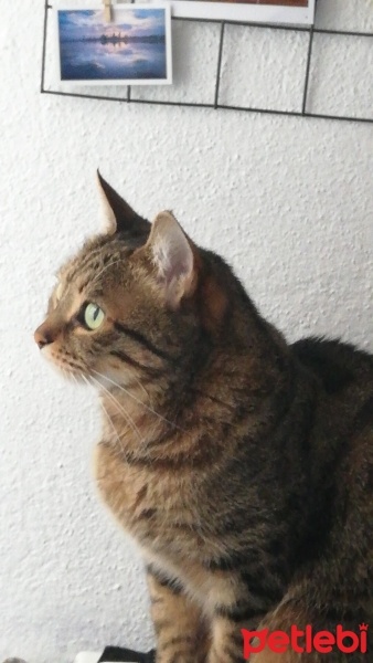 Tekir Kedi, Kedi  Şurup fotoğrafı