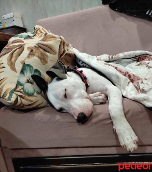 Amerikan Staffordshire Terrier, Köpek  Feti fotoğrafı