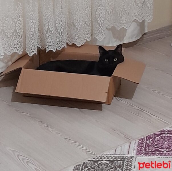 Bombay, Kedi  puma fotoğrafı