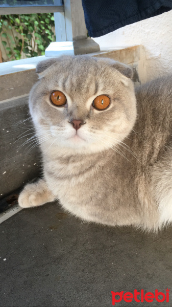 Scottish Fold, Kedi  Leon fotoğrafı