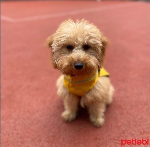 Poodle (Minyatür Kaniş), Köpek  Co fotoğrafı