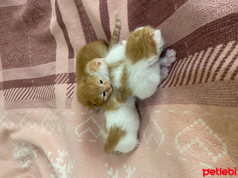 Tekir Kedi, Kedi  Mırmır fotoğrafı