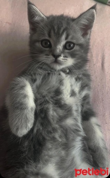 British Shorthair, Kedi  Gölge fotoğrafı