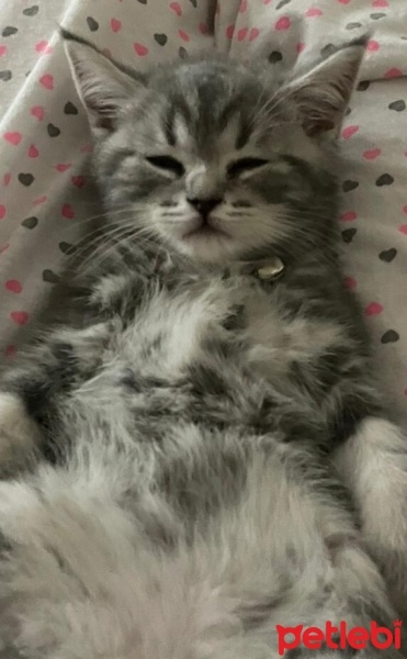 British Shorthair, Kedi  Gölge fotoğrafı