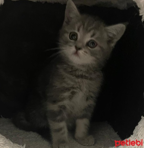 British Shorthair, Kedi  Gölge fotoğrafı