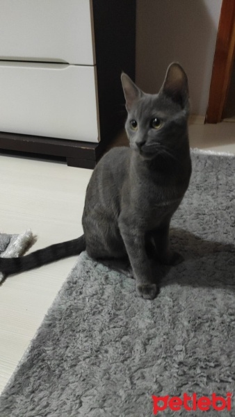 British Shorthair, Kedi  ŞEKER fotoğrafı