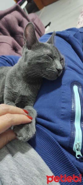 British Shorthair, Kedi  ŞEKER fotoğrafı