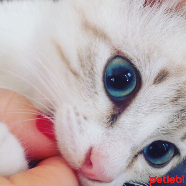 Siyam Kedisi, Kedi  Maviş fotoğrafı