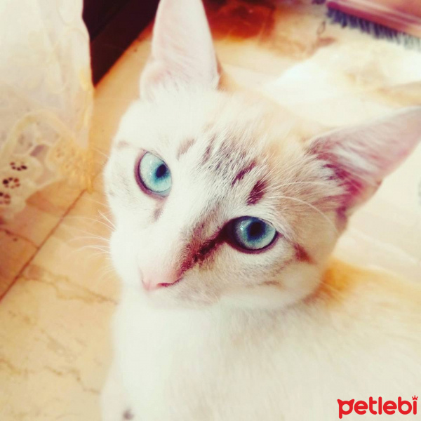 Siyam Kedisi, Kedi  Maviş fotoğrafı