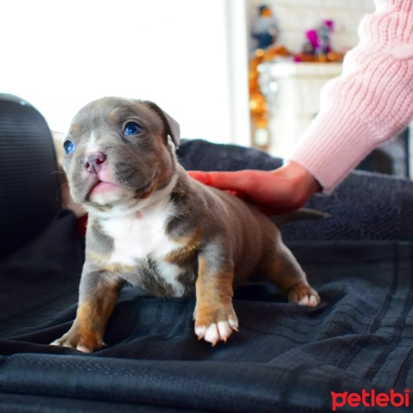 Fransız Bulldog, Köpek  EXOTİC FRENCH BULLDOG COLOR fotoğrafı