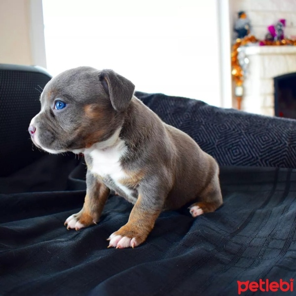 Fransız Bulldog, Köpek  EXOTİC FRENCH BULLDOG COLOR fotoğrafı