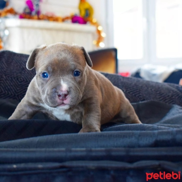 Fransız Bulldog, Köpek  EXOTİC FRENCH BULLDOG COLOR fotoğrafı