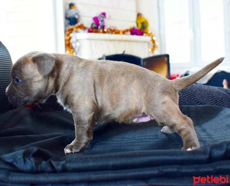 Fransız Bulldog, Köpek  EXOTİC FRENCH BULLDOG COLOR fotoğrafı