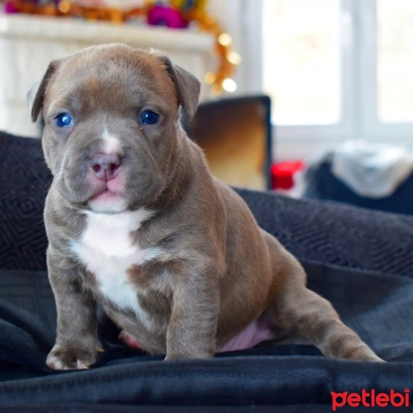 Fransız Bulldog, Köpek  EXOTİC FRENCH BULLDOG COLOR fotoğrafı