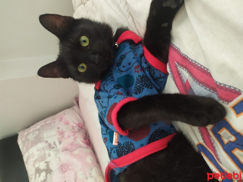 Bombay, Kedi  Kömür fotoğrafı
