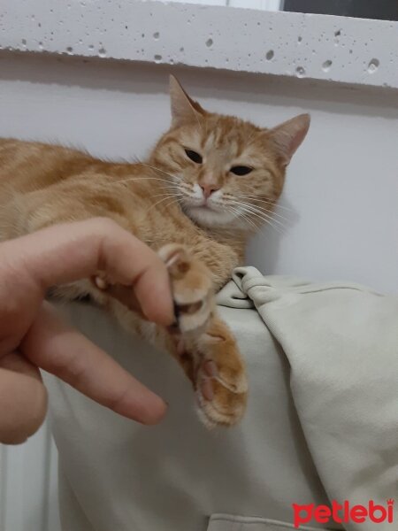 Sarman, Kedi  Mila fotoğrafı