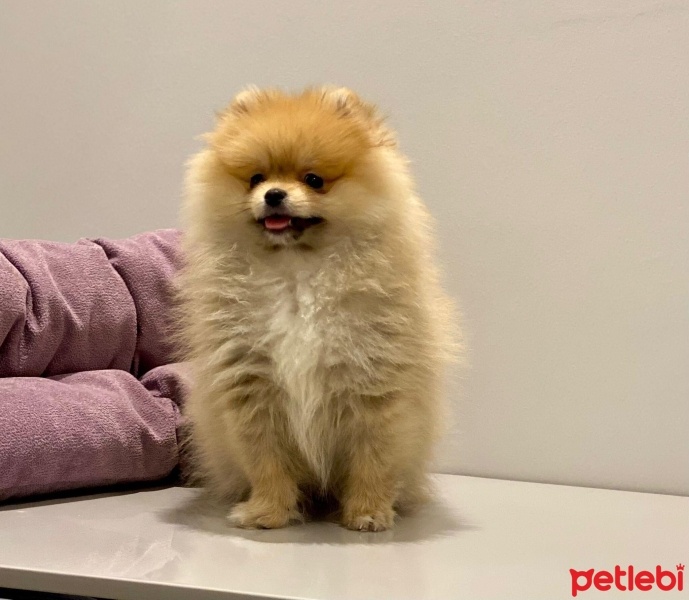 Pomeranyalı, Köpek  bihter fotoğrafı