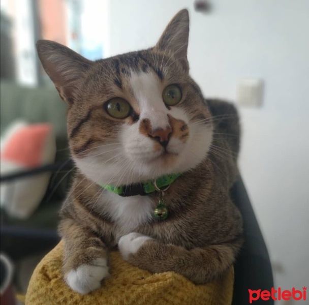 Tekir Kedi, Kedi  PAŞA fotoğrafı