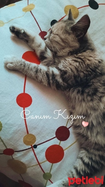 Tekir Kedi, Kedi  Prenses fotoğrafı