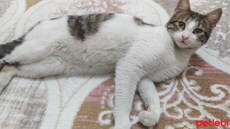 Tekir Kedi, Kedi  Bulut fotoğrafı