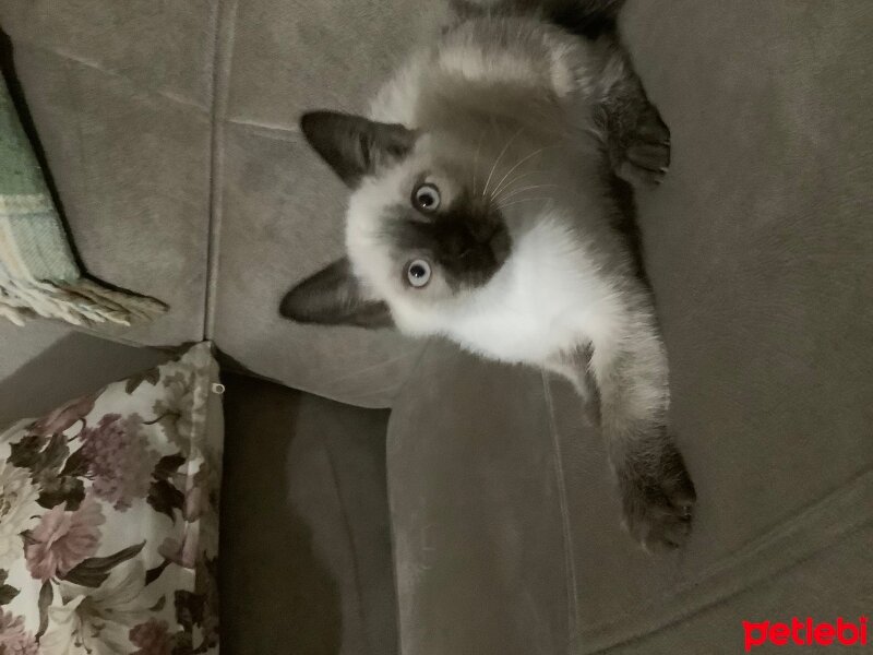 Siyam Kedisi, Kedi  Tako fotoğrafı