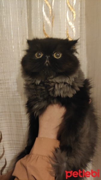 İran Kedisi (Persian), Kedi  Gece fotoğrafı