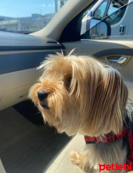 Yorkshire Terrier, Köpek  Cookie fotoğrafı