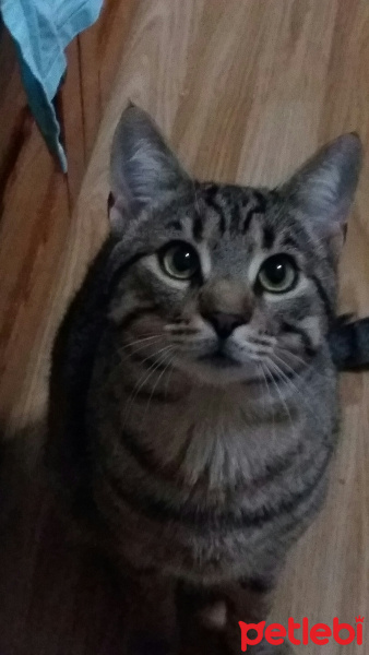 Tekir Kedi, Kedi  Reis fotoğrafı