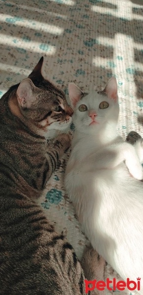 Tekir Kedi, Kedi  Turşu ve sütlaç fotoğrafı