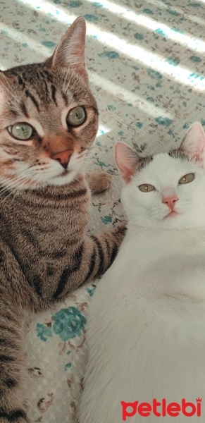 Tekir Kedi, Kedi  Turşu ve sütlaç fotoğrafı