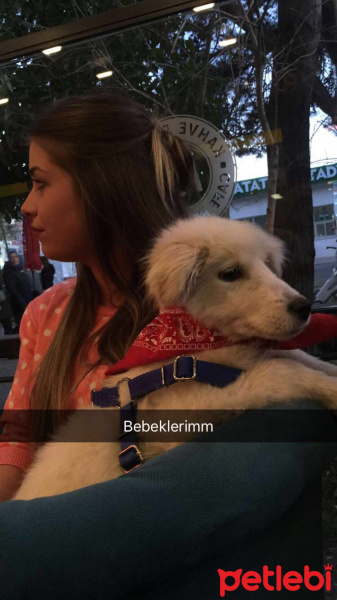 Samoyed, Köpek  Reggie fotoğrafı