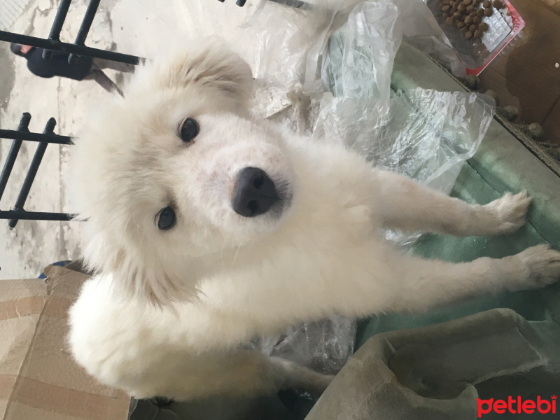 Samoyed, Köpek  Reggie fotoğrafı