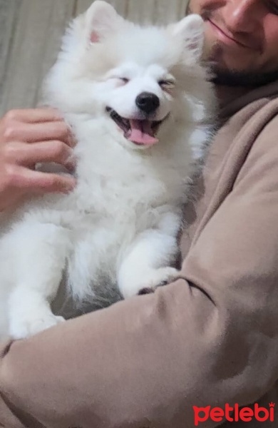 Pomeranyalı, Köpek  Puffy fotoğrafı