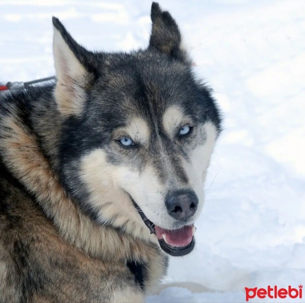 Sibirya Kurdu (Husky), Köpek  Lexa fotoğrafı
