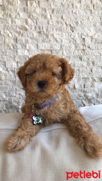 Poodle(Standart Kaniş), Köpek  leo fotoğrafı