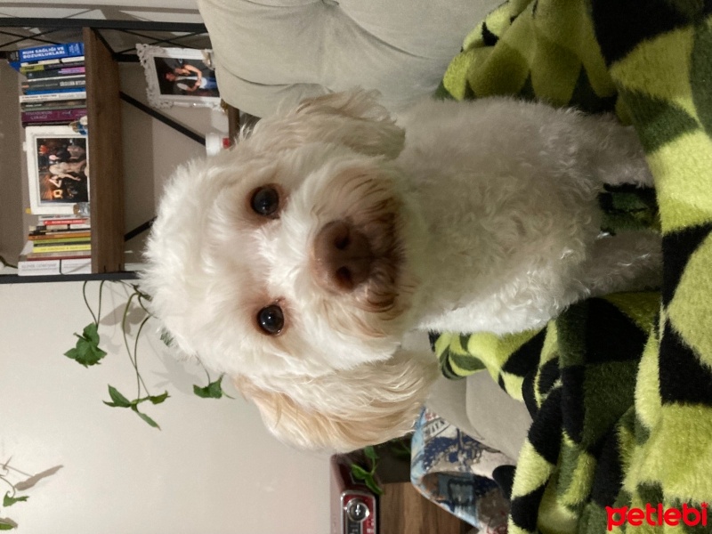 Maltese, Köpek  Thor fotoğrafı