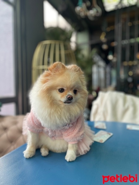 Pomeranyalı, Köpek  Bella fotoğrafı