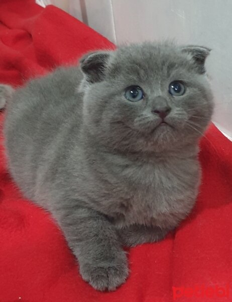 Scottish Fold, Kedi  Pati fotoğrafı