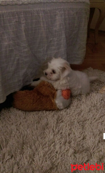 Maltese, Köpek  Coco fotoğrafı