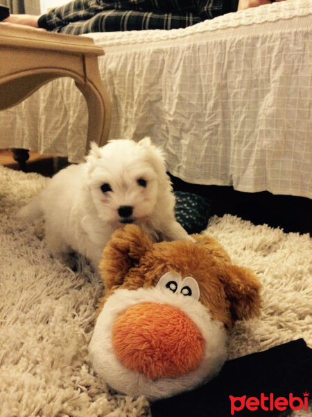 Maltese, Köpek  Coco fotoğrafı