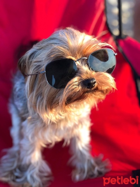 Yorkshire Terrier, Köpek  Tarçın fotoğrafı