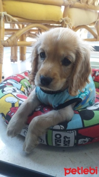 Amerikan Cocker Spaniel, Köpek  Şeker fotoğrafı