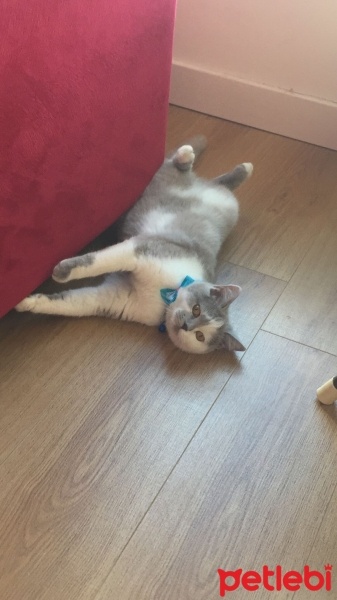 British Shorthair, Kedi  Latte fotoğrafı