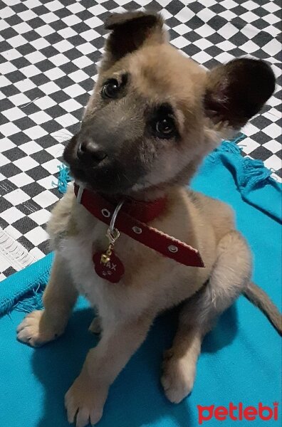 Belçika Malinois, Köpek  MAX fotoğrafı