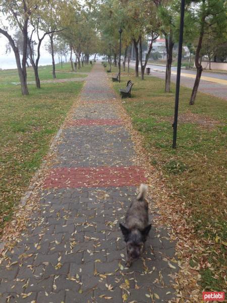 Cairn Terrier, Köpek  Taz fotoğrafı